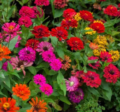 zinnia flower flower seeds