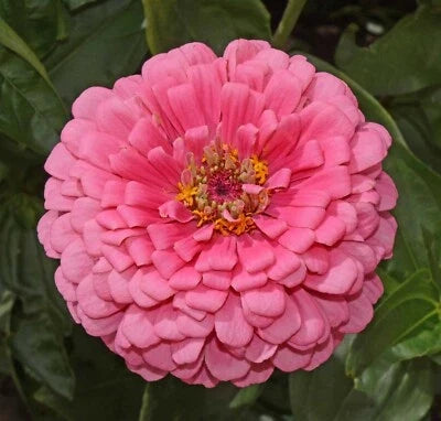 pink zinnia flower seeds