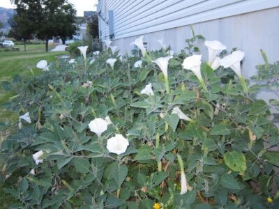 datura trumpet flower seeds