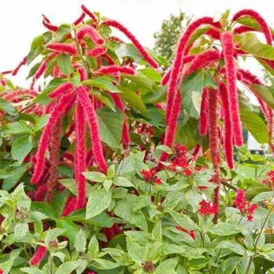 red love flower seeds