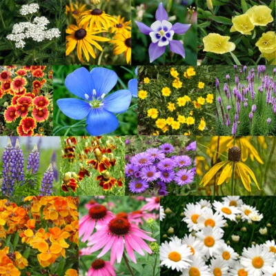 all perennial flower seeds