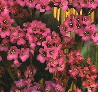 Winterglut Bergenia Seeds for Planting