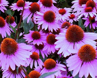 purple coneflower flower seeds