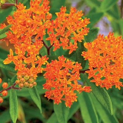 orange butterfly flower seeds