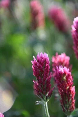 Crimson Clover Cover Crop Seeds for Planting