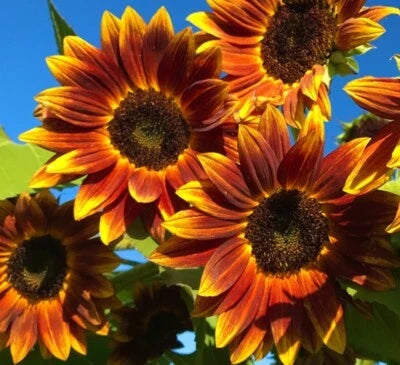 Earthwalker Sunflower Seeds for Planting