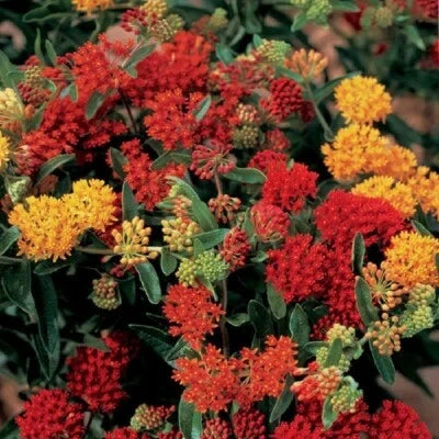 Mixed Butterfly Weed Seeds for Planting