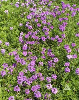 purple verbena flower seeds