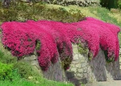 red creeping flower seeds