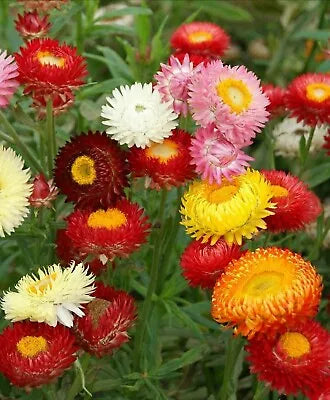 strawflower tall flower seeds