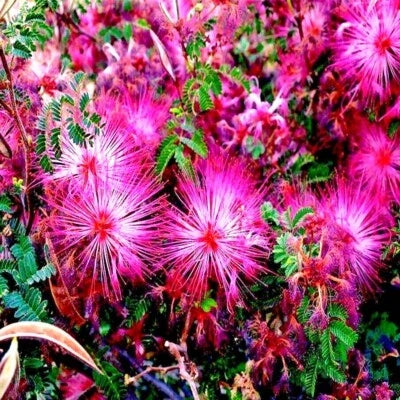 pink fairy flower seeds