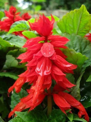 red green flower seeds