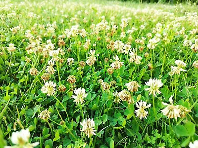 white dutch flower seeds