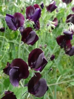 Midnight Beaujolais Sweet Pea Seeds for Planting