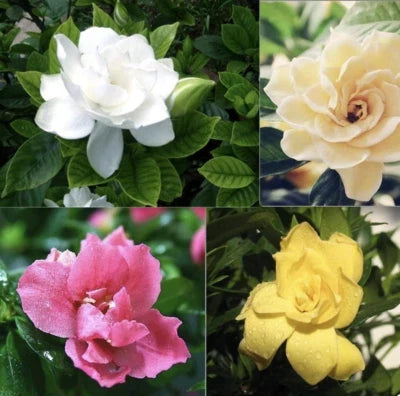 Rare Gardenia Flower Seeds for Planting