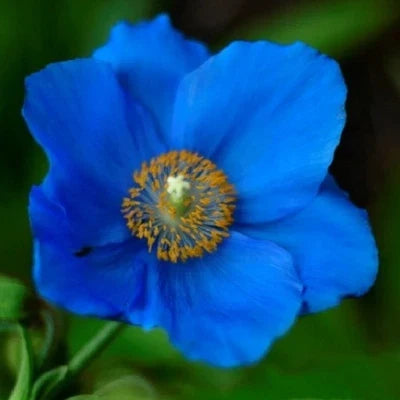 blue blue flower seeds