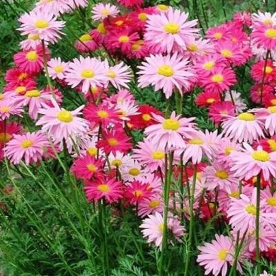 painted daisy flower seeds
