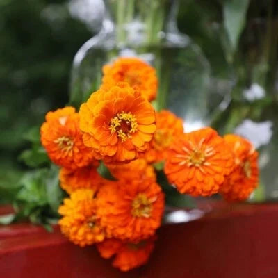 Orange Queeny Zinnia Seeds for Planting