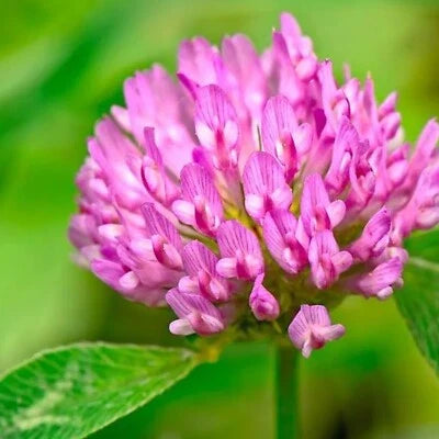Red Medium Clover Cover Crop Seeds for Planting