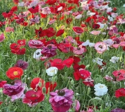 poppy mix flower seeds