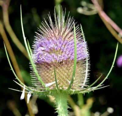 purple teasel flower seeds