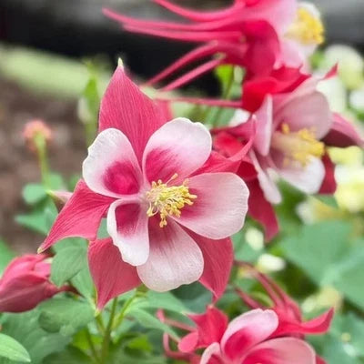 red white flower seeds