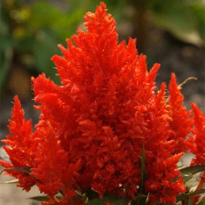 Scarlet Plume Celosia Seeds for Planting