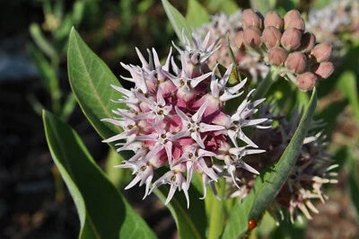showy milkweed flower seeds