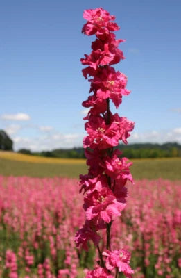 rocket larkspur flower seeds