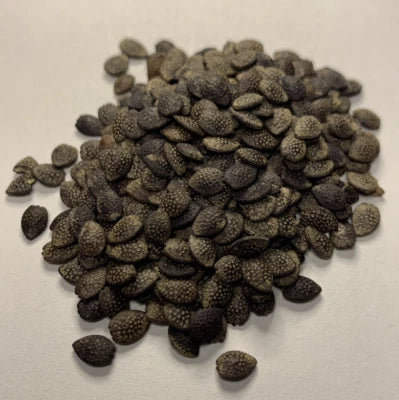 purple passion flower seeds