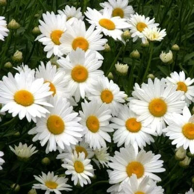 shasta daisy flower seeds