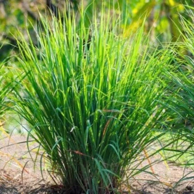 lemon grass flower seeds
