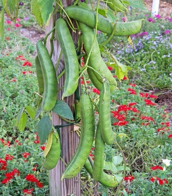 jack bean flower seeds