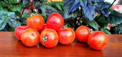 peach tomato flower seeds