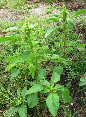 red root flower seeds