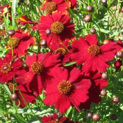 Red Tall Plains Coreopsis Seeds for Planting
