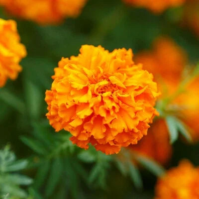 orange marigold flower seeds