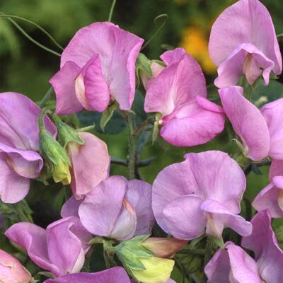 Lavender Royal Sweet Pea Seeds for Planting