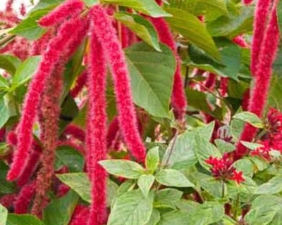 red love flower seeds