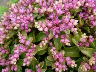 Pink Green Sedum obtusifolium Seeds for Planting