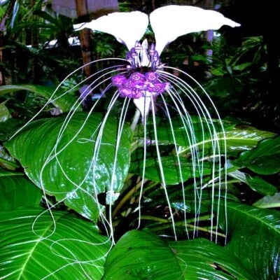 White Bat Flower (Tacca integrifolia) Seeds for Planting