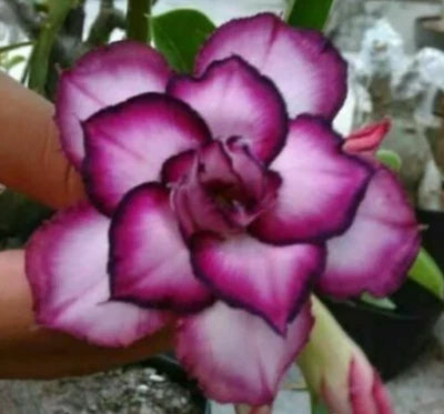 White Purple Desert Rose Adenium Seeds for Planting