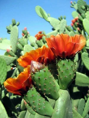 Velvet Tree Pear Cactus Seeds for Planting