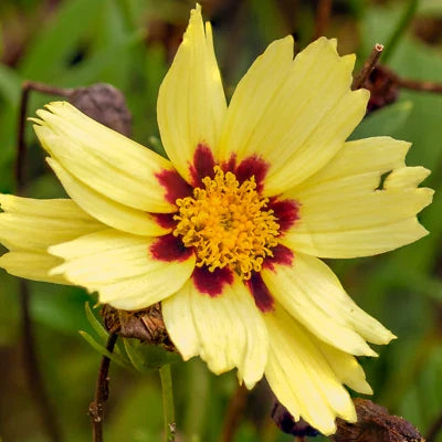 cream uptick flower seeds