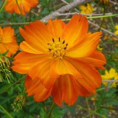 orange cosmos flower seeds