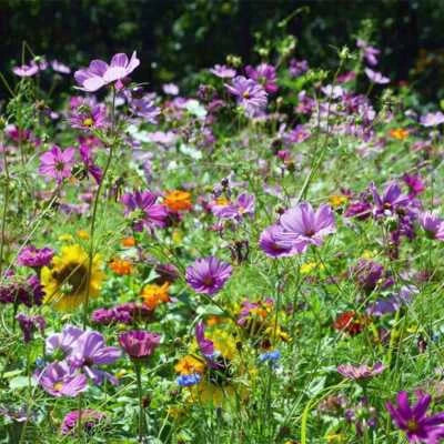 wildflower mix flower seeds