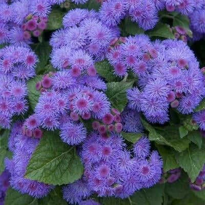 blue purple flower seeds