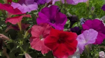 dwarf petunia flower seeds