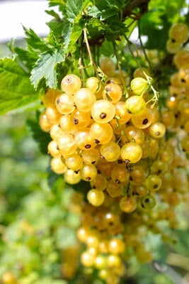 golden currant flower seeds