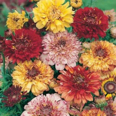 Dunetti Mix Painted Daisy Seeds for Planting